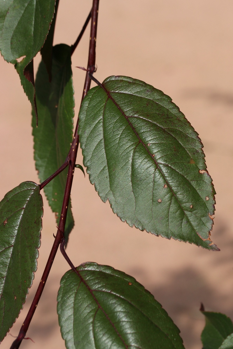 Image of Malus × moerlandsii specimen.