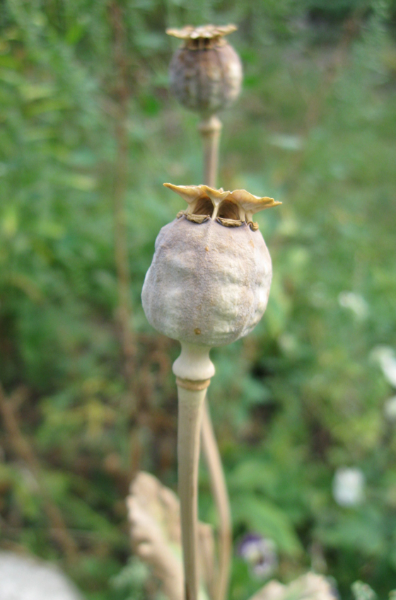 Image of Papaver somniferum specimen.