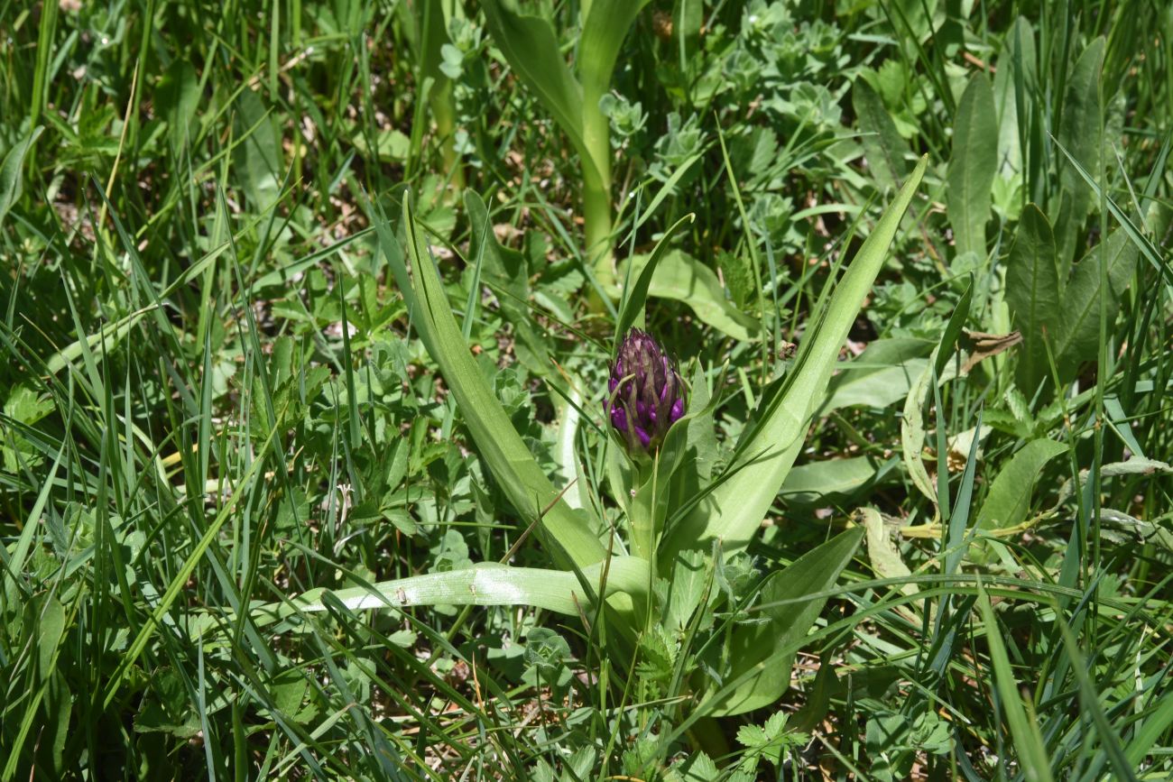 Image of genus Dactylorhiza specimen.
