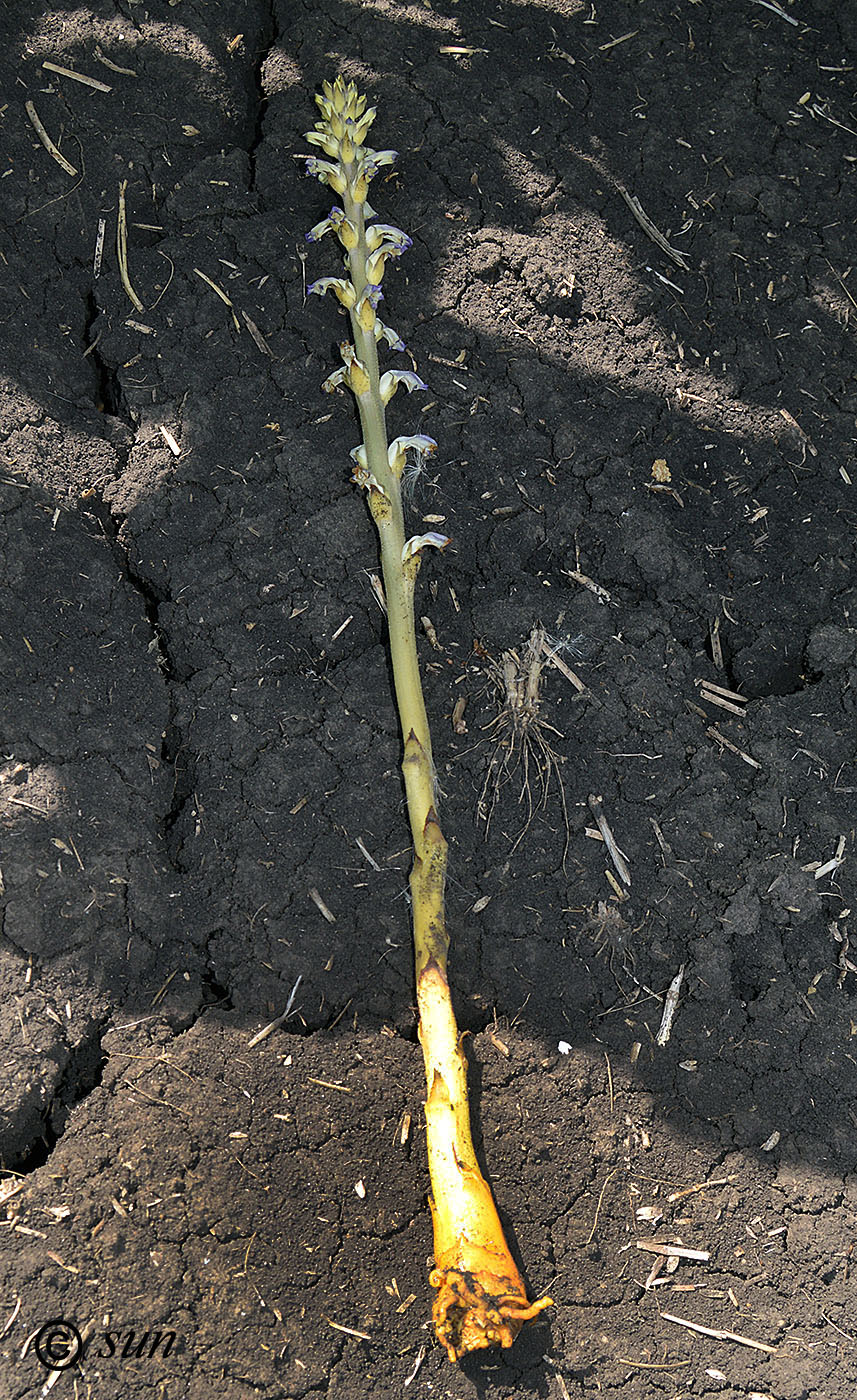 Image of Orobanche cumana specimen.