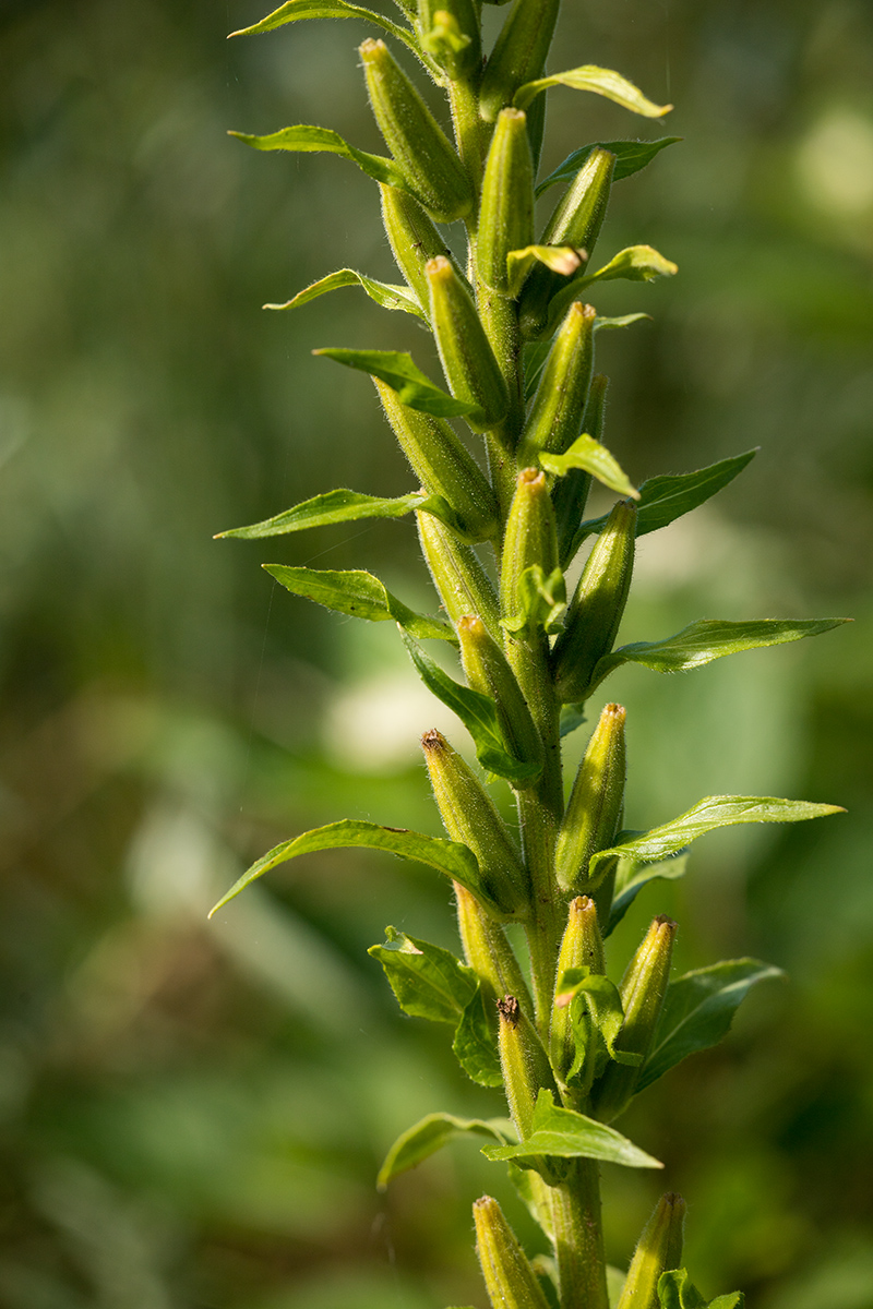 Image of Oenothera rubricaulis specimen.