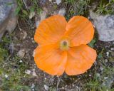 Papaver oreophilum