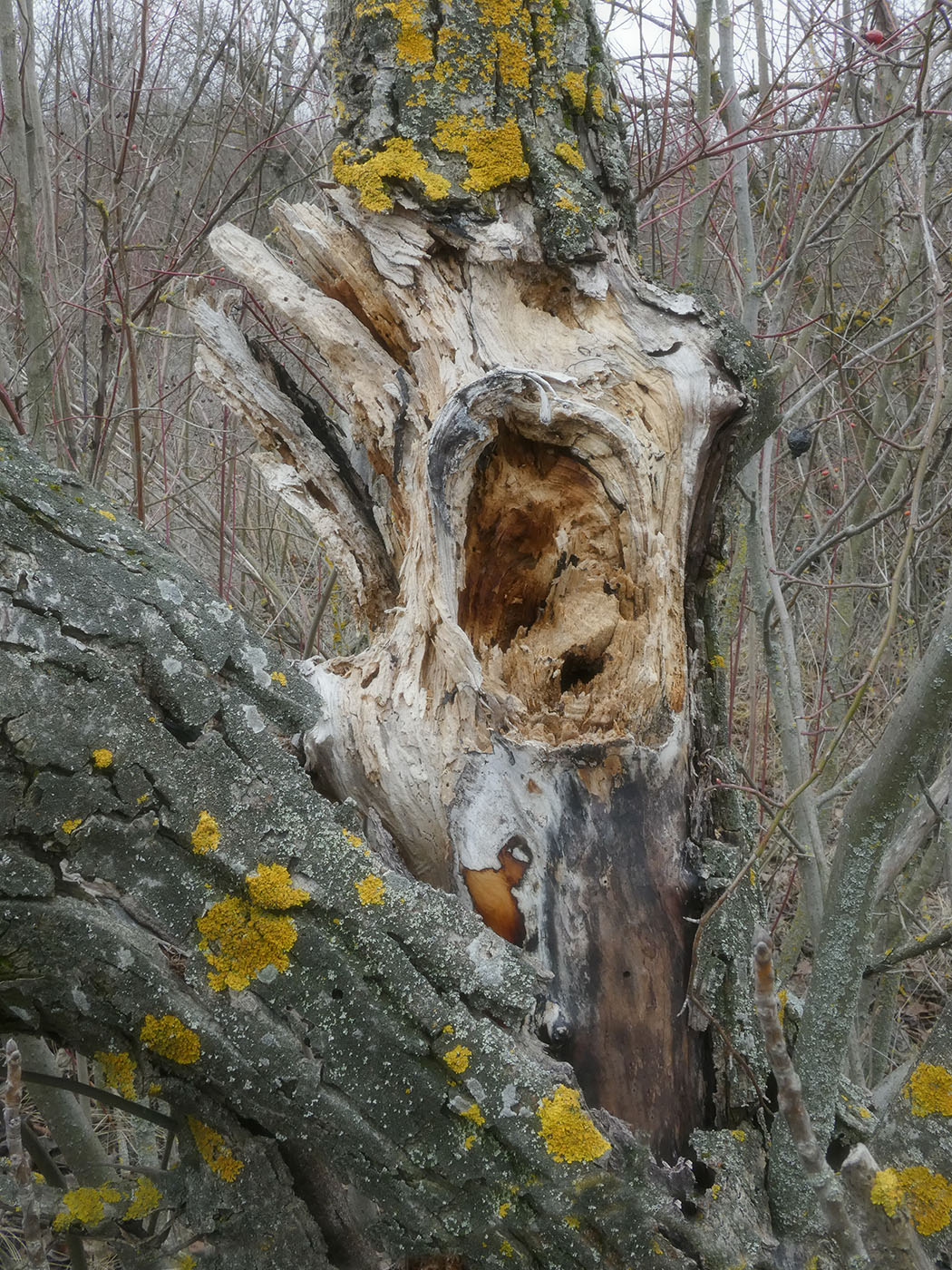 Изображение особи Juglans regia.