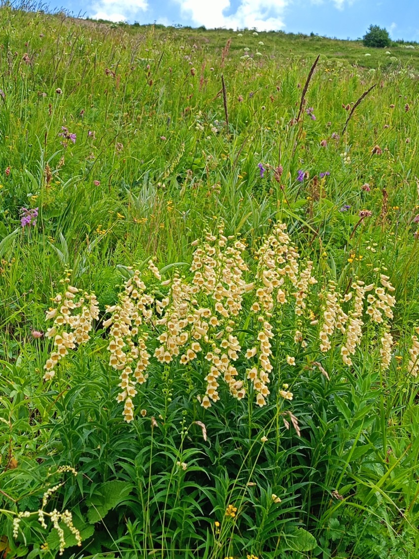 Изображение особи Digitalis ciliata.