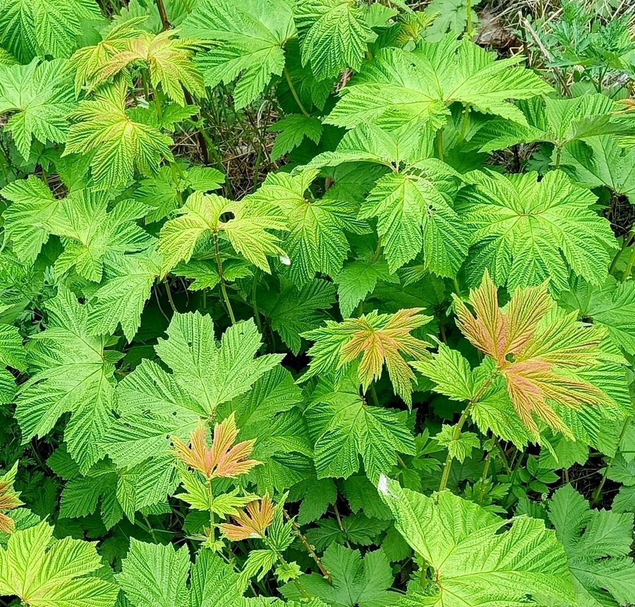 Image of Filipendula glaberrima specimen.