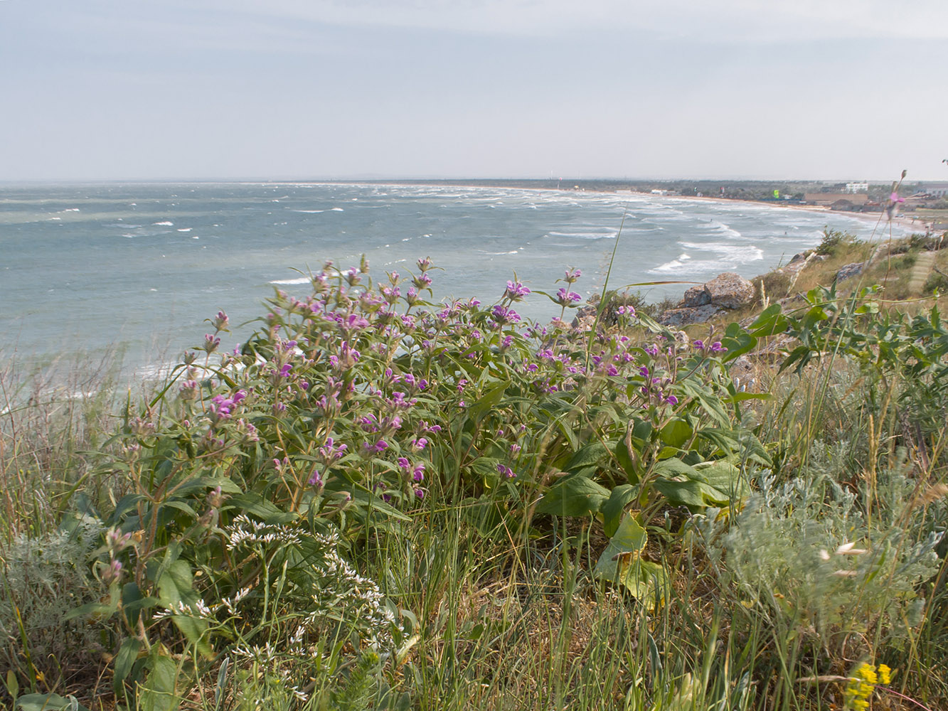 Изображение особи Phlomis taurica.