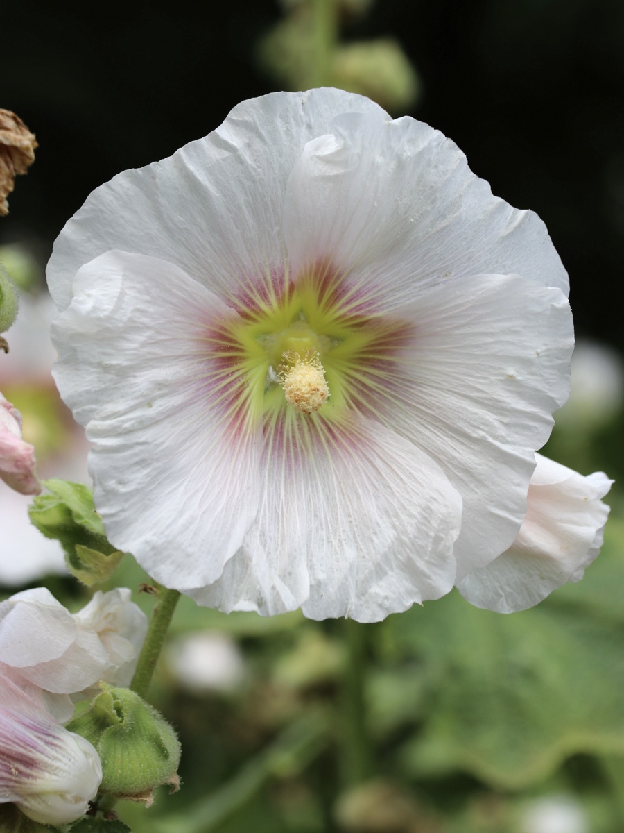 Изображение особи семейство Malvaceae.