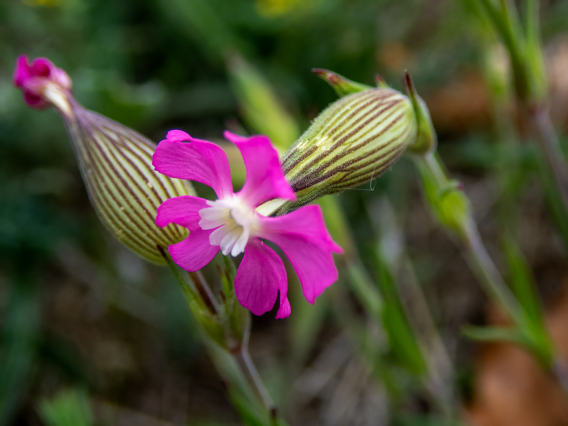 Изображение особи Pleconax conica.