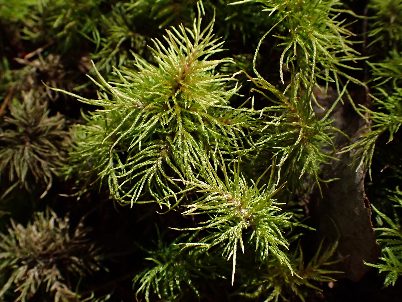 Image of division Bryophyta specimen.