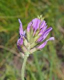 Astragalus onobrychis. Соцветие. Ульяновская обл., Мелекесский р-н, окр. пос. Уткин, дол. р. Бирля, ковыльно-разнотравная степь. 03.06.2024.