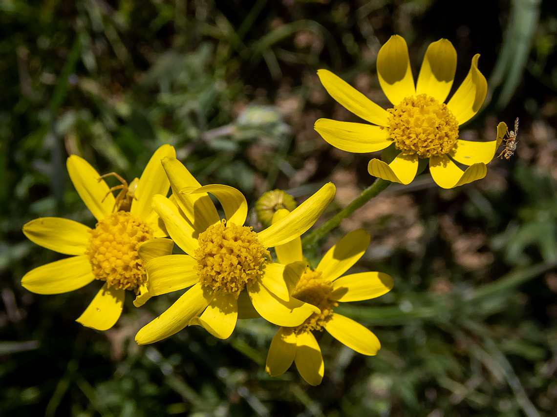 Изображение особи Senecio vernalis.