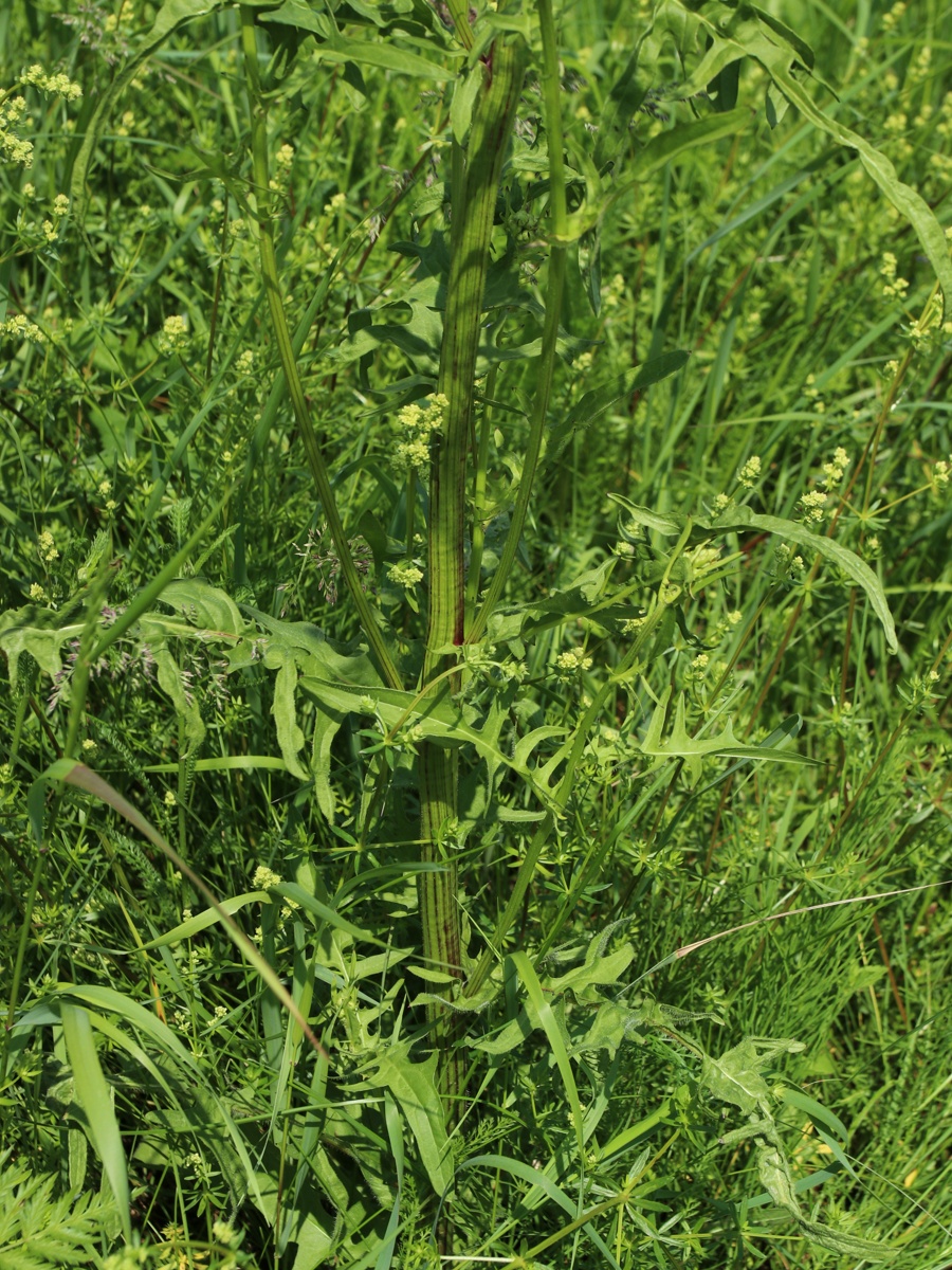 Изображение особи Crepis biennis.