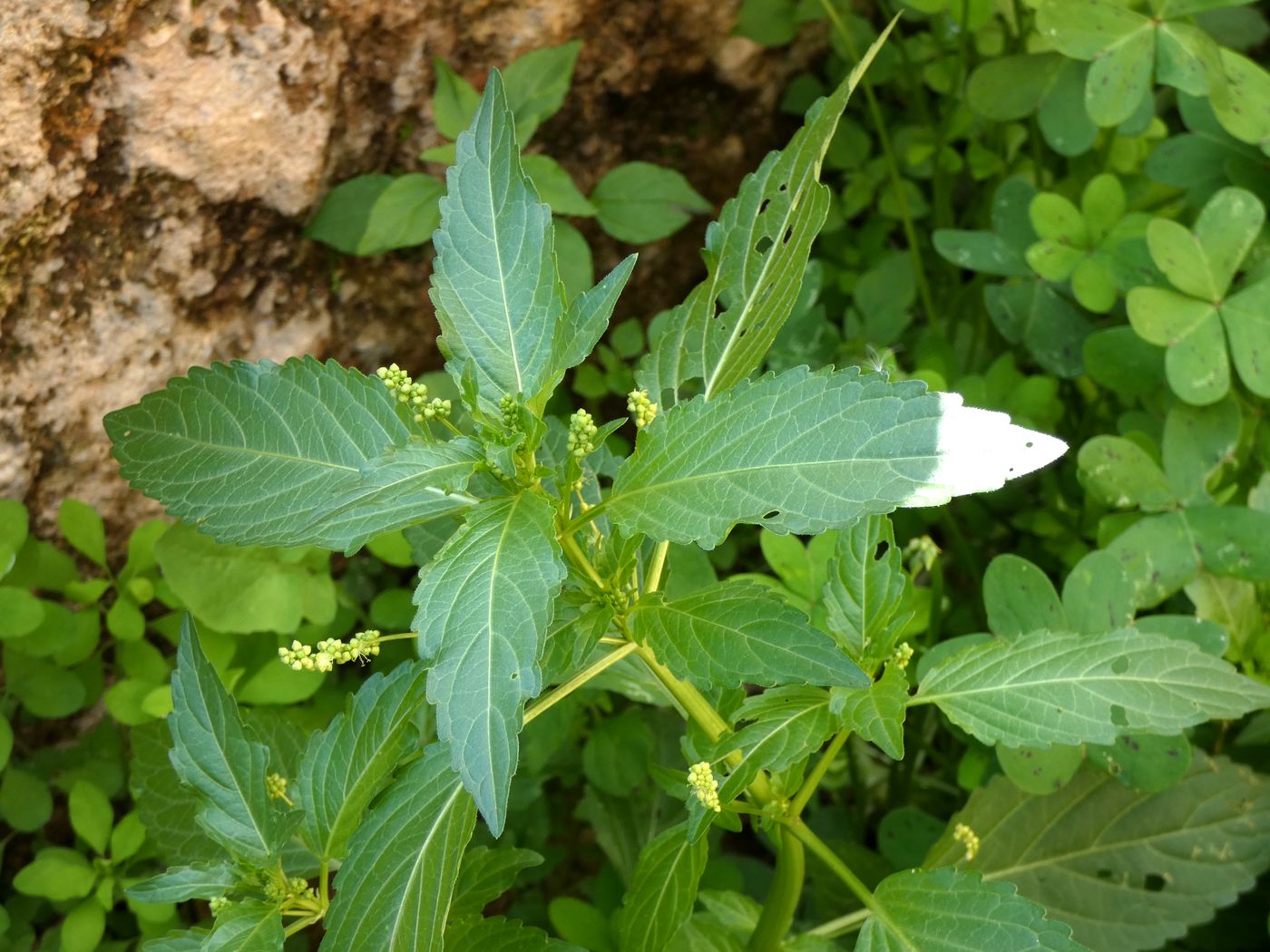 Изображение особи Mercurialis annua.