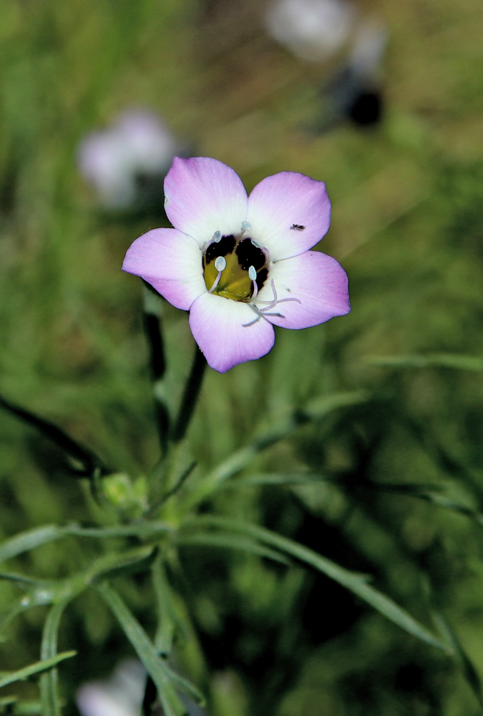 Image of Gilia tricolor specimen.