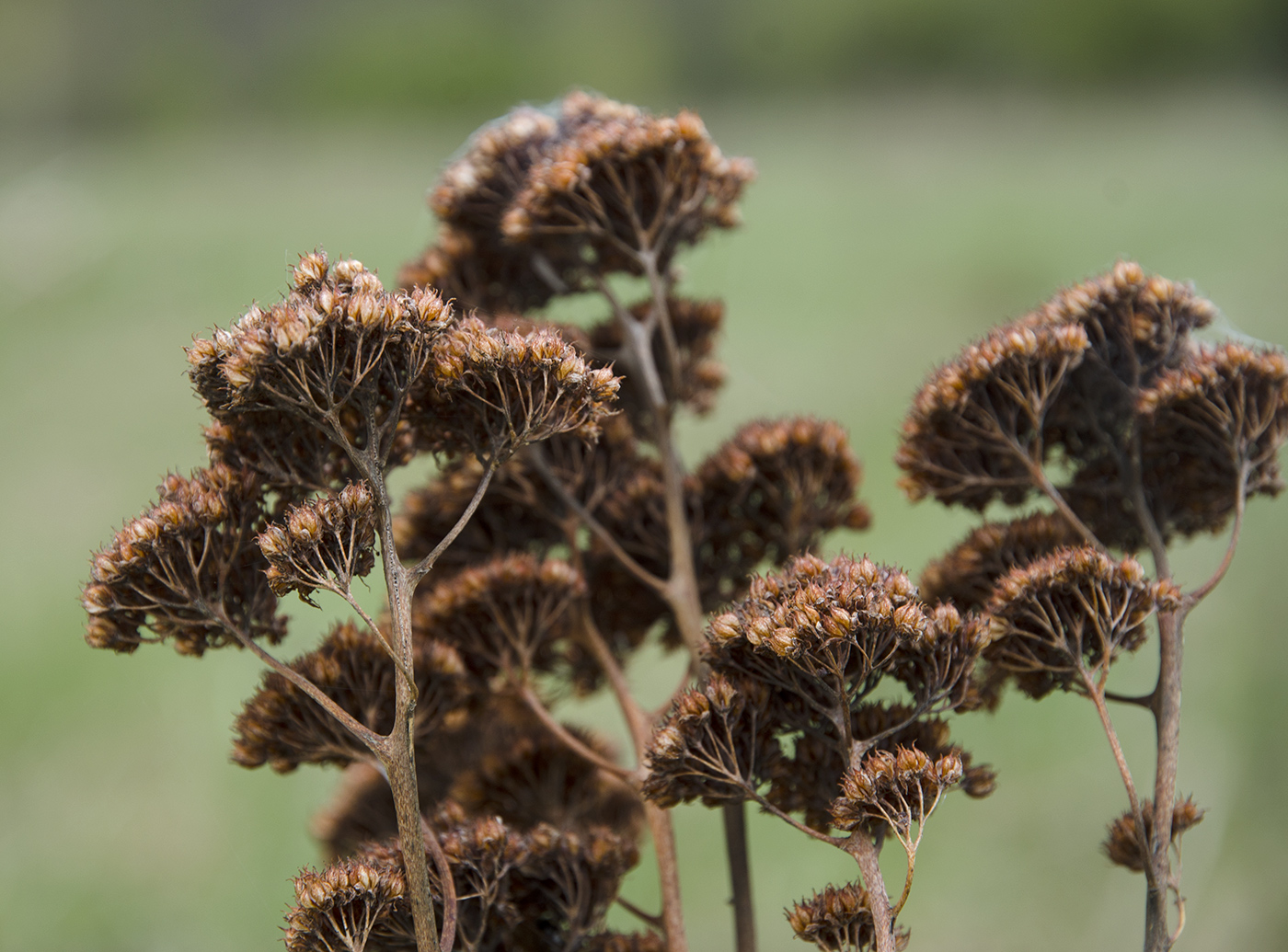 Изображение особи род Hylotelephium.
