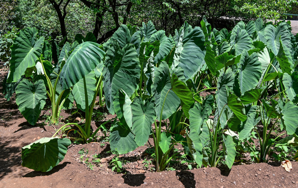 Изображение особи Colocasia esculenta.