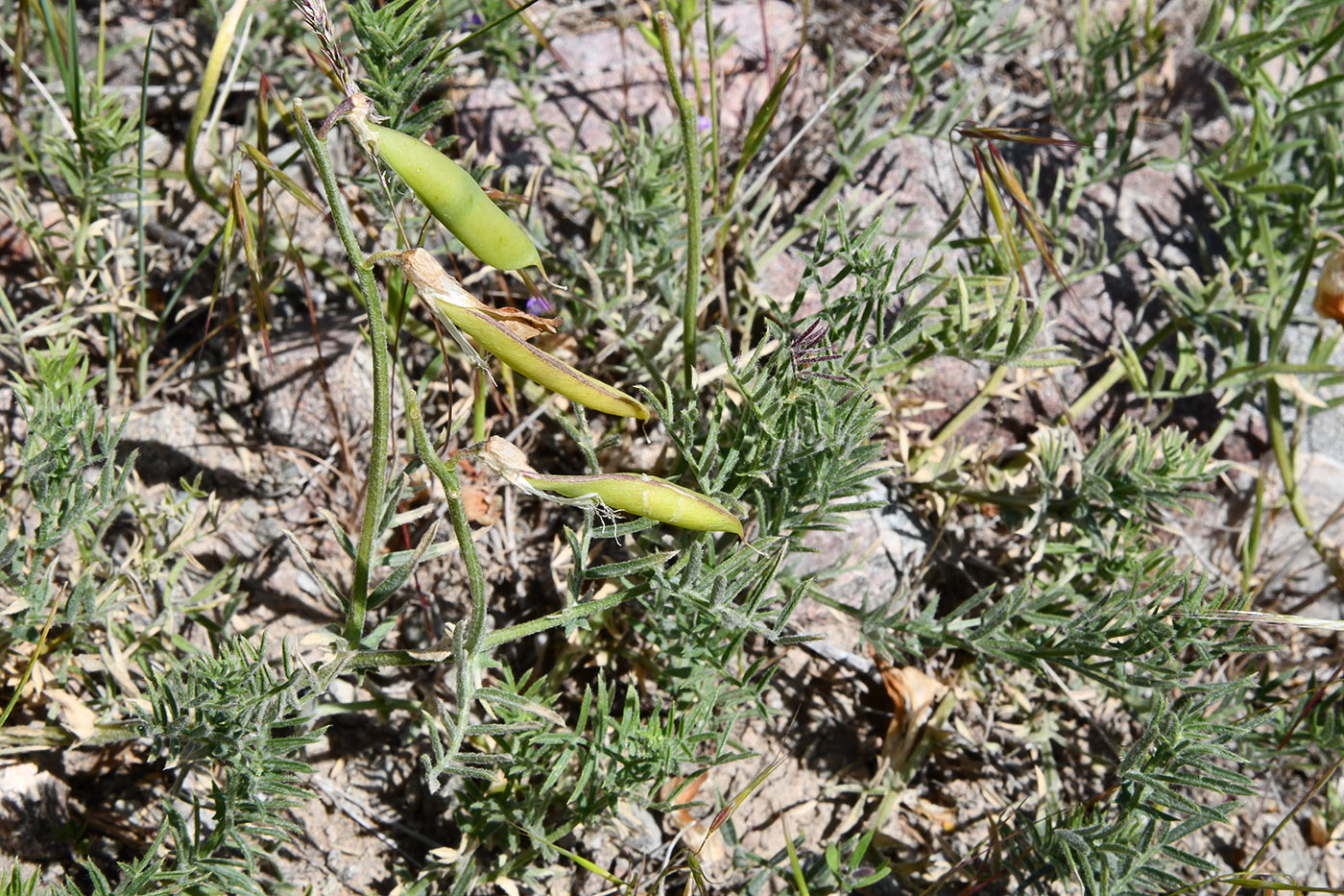 Image of Vicia subvillosa specimen.