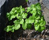 семейство Apiaceae