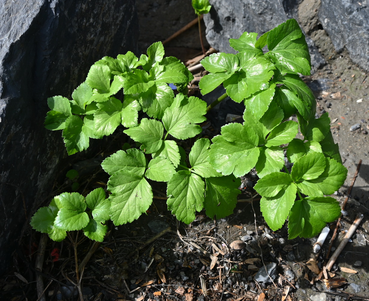 Изображение особи семейство Apiaceae.