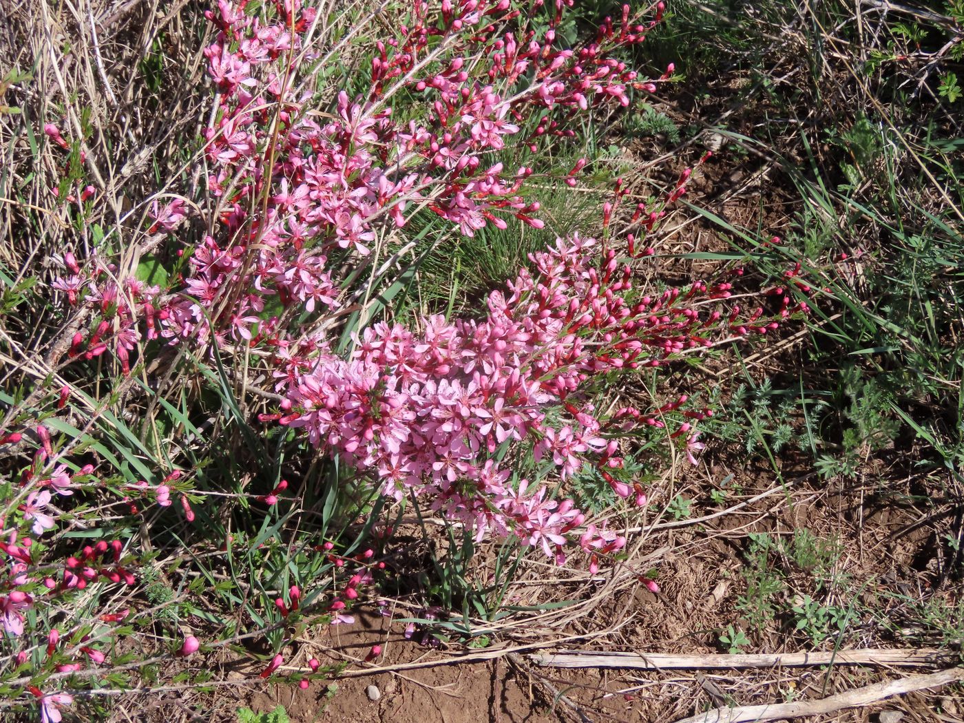 Image of Amygdalus petunnikowii specimen.