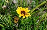 Gazania × hybrida. Соцветие. Португалия, округ Лейрия, пос. Баталья, в культуре. 07.08.2025.