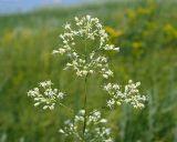 Silene wolgensis. Часть соцветия с тычиночными цветками. Ульяновская обл., Мелекесский р-н, окр. пос. Вишенка, Медвежий овраг, разнотравная степь на склоне. 15.06.2024.