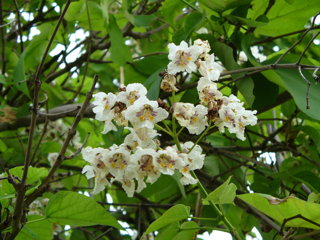 Изображение особи Catalpa bignonioides.