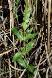 Centaurium erythraea. Нижняя часть цветущего растения. Краснодарский край, окр. г. Адлер, щебнистый склон, обочина дороги, вырубка под ЛЭП. 03.07.2024.