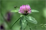 Trifolium pratense. Соцветие. Московская обл., Раменский р-н, окр. дер. Хрипань, садовый участок. 19.06.2026.
