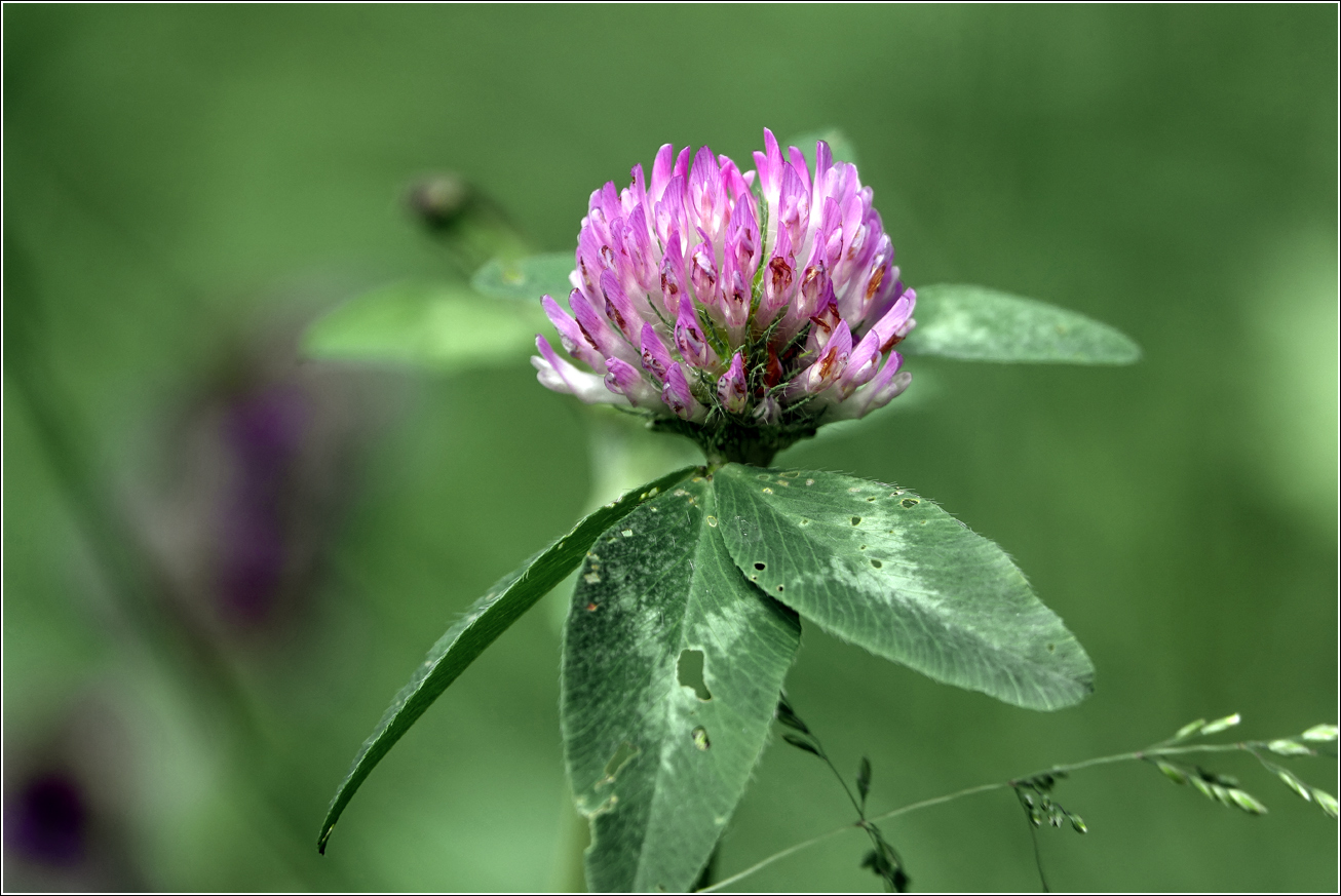 Изображение особи Trifolium pratense.