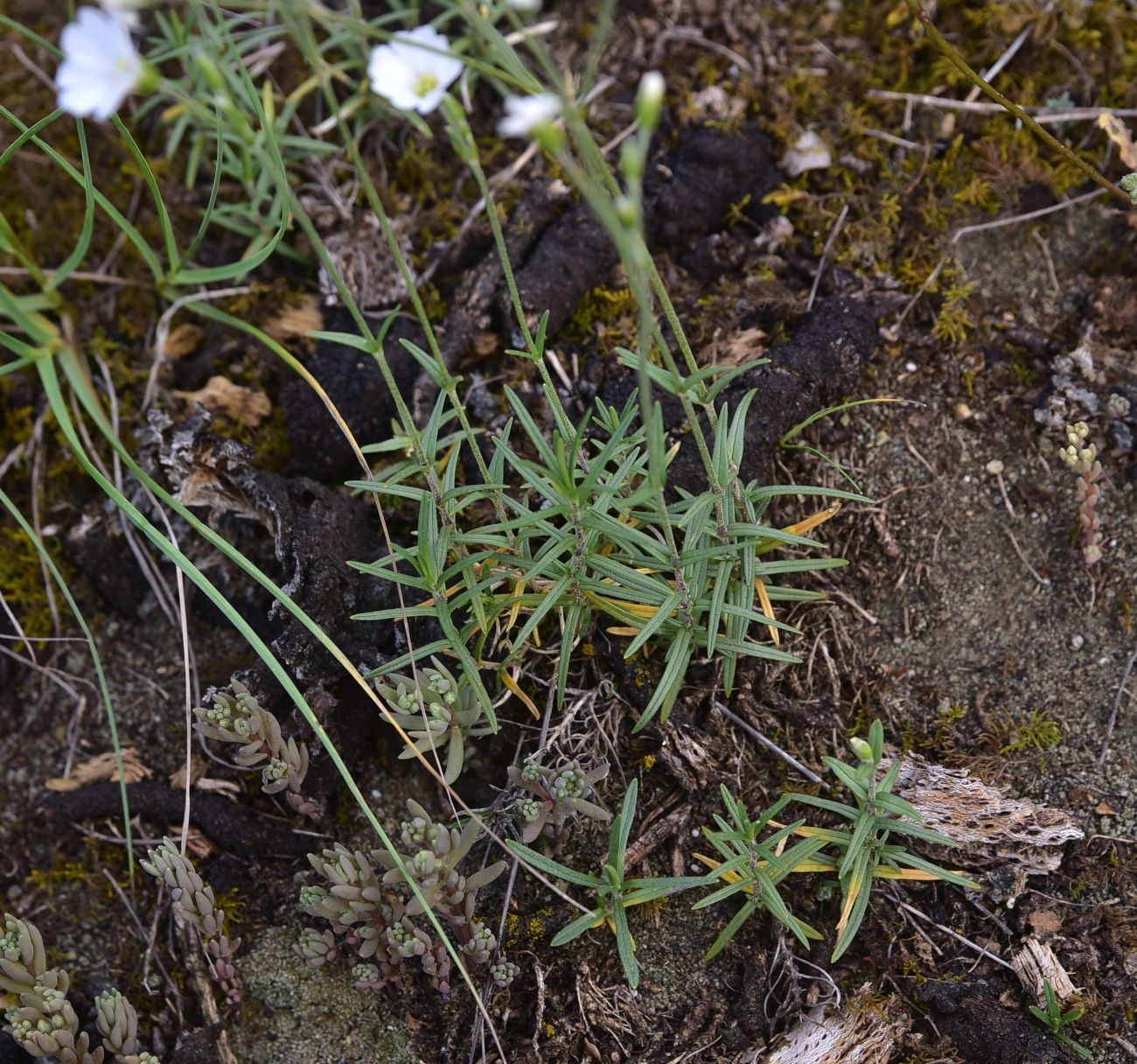 Image of genus Cerastium specimen.