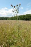Cirsium polonicum