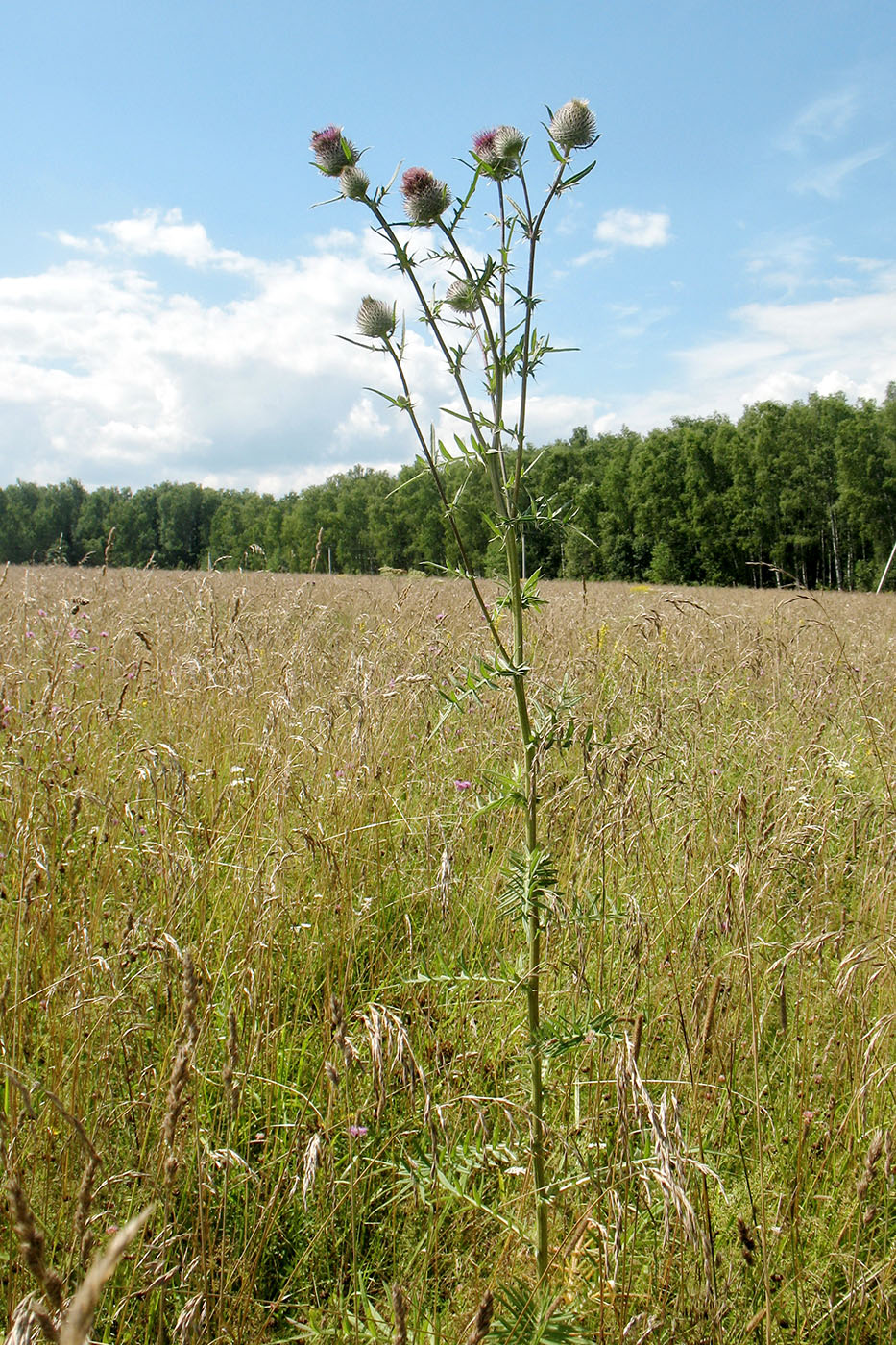 Image of Cirsium polonicum specimen.