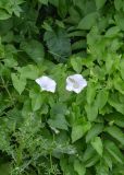 Calystegia sepium. Верхушка цветущего растения с кормящейся бабочкой. Беларусь, Брестская обл., Каменецкий р-н, окр. аг. Каменюки, НП «Беловежская пуща». Долина р. Лесная Правая, пойменный луг. 02.07.2026.
