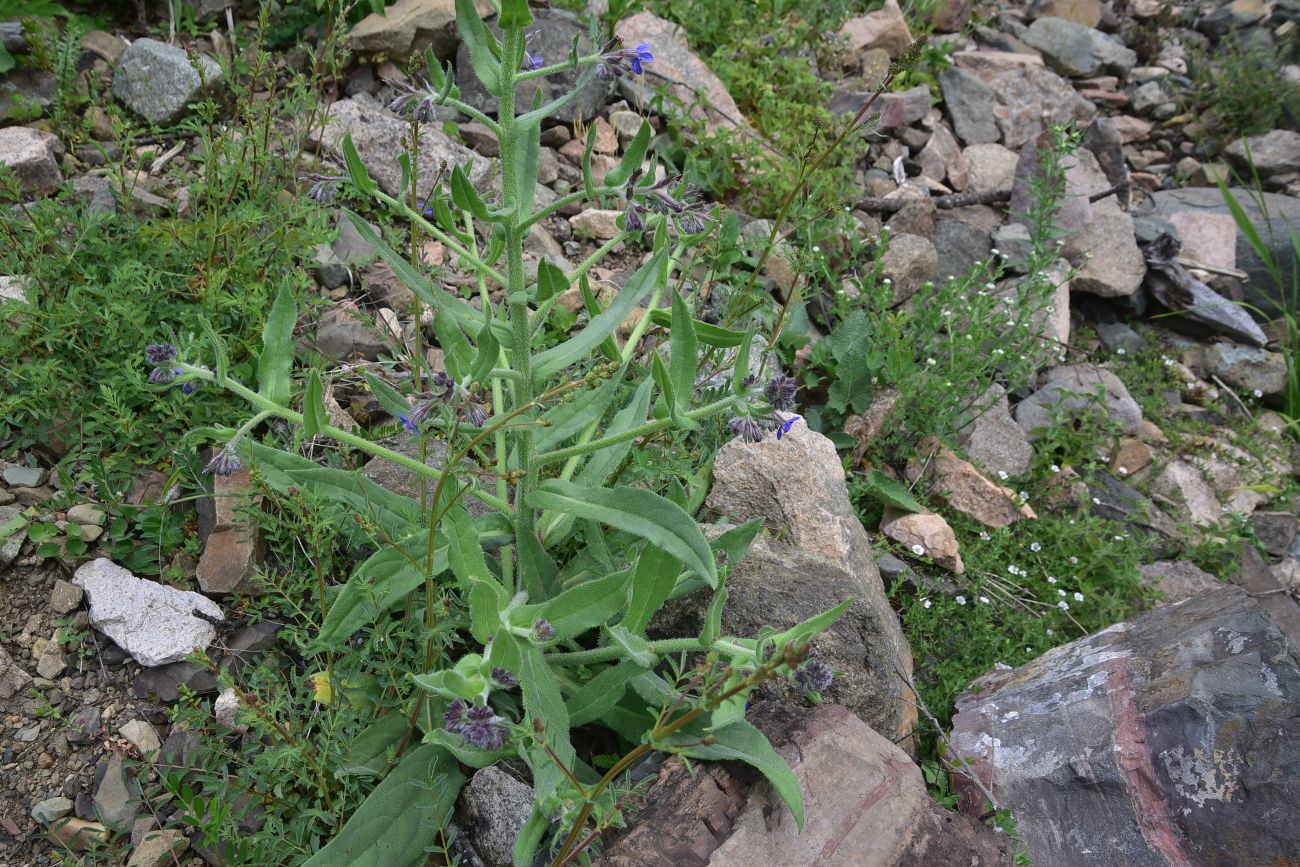 Image of familia Boraginaceae specimen.