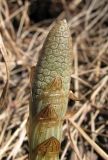 Equisetum sylvaticum