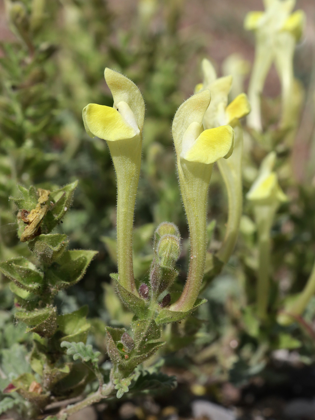 Image of Scutellaria iskanderi specimen.