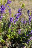 Aconitum kusnezoffii. Цветущие растения. Приморский край, Спасский р-н, окр. ж.-д. ст. Кнорринг, на лугу. 15.09.2026.