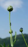 Rhaponticoides ruthenica. Верхушки побегов с развивающимися соцветиями и муравьями. Башкортостан, Абзелиловский р-н, Ташбулатовский сельсовет, подножие хр. Кыктытау, разнотравный луг. 12 июня 2025 г.
