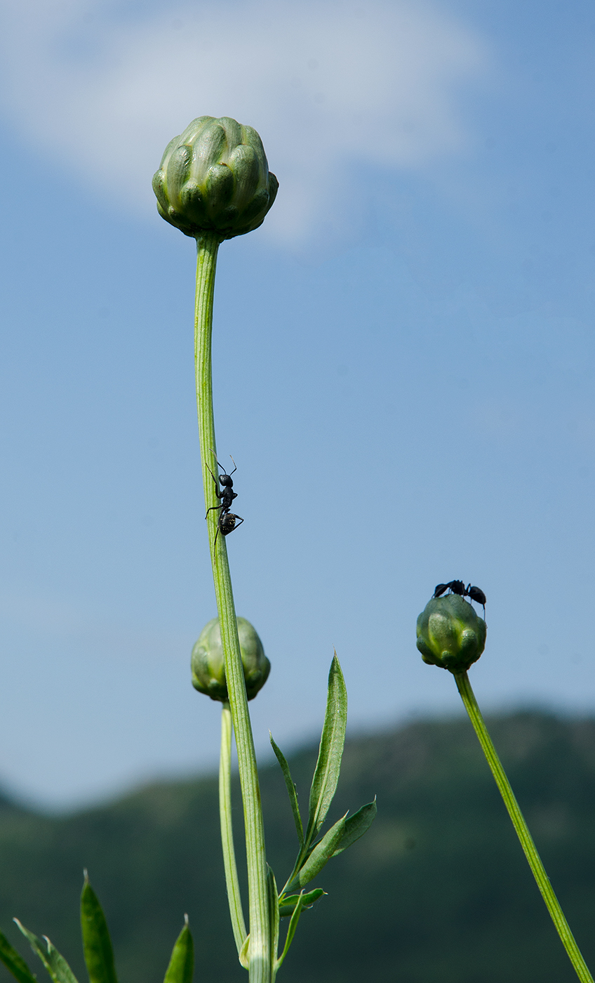 Image of Rhaponticoides ruthenica specimen.