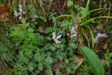 genus Astragalus. Цветущее растение. Турция, ил Артвин, р-н Юсуфели, окр. моста, выс. 1490 м н.у.м, у скалы. 14 июня 2026 г.