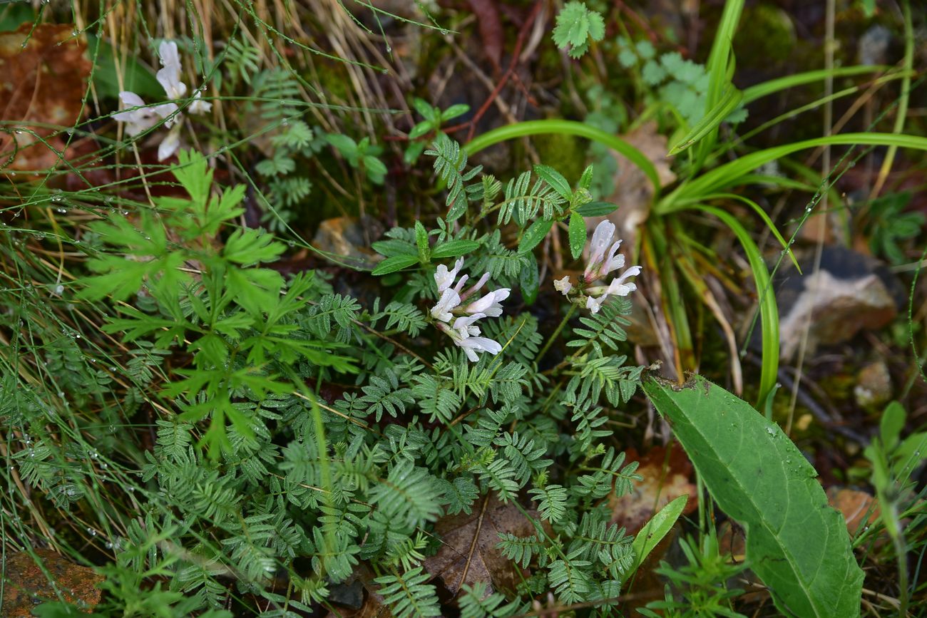 Изображение особи род Astragalus.