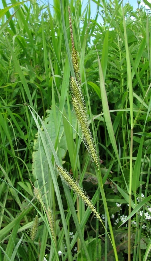 Изображение особи Carex rostrata.