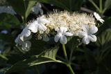 Viburnum opulus