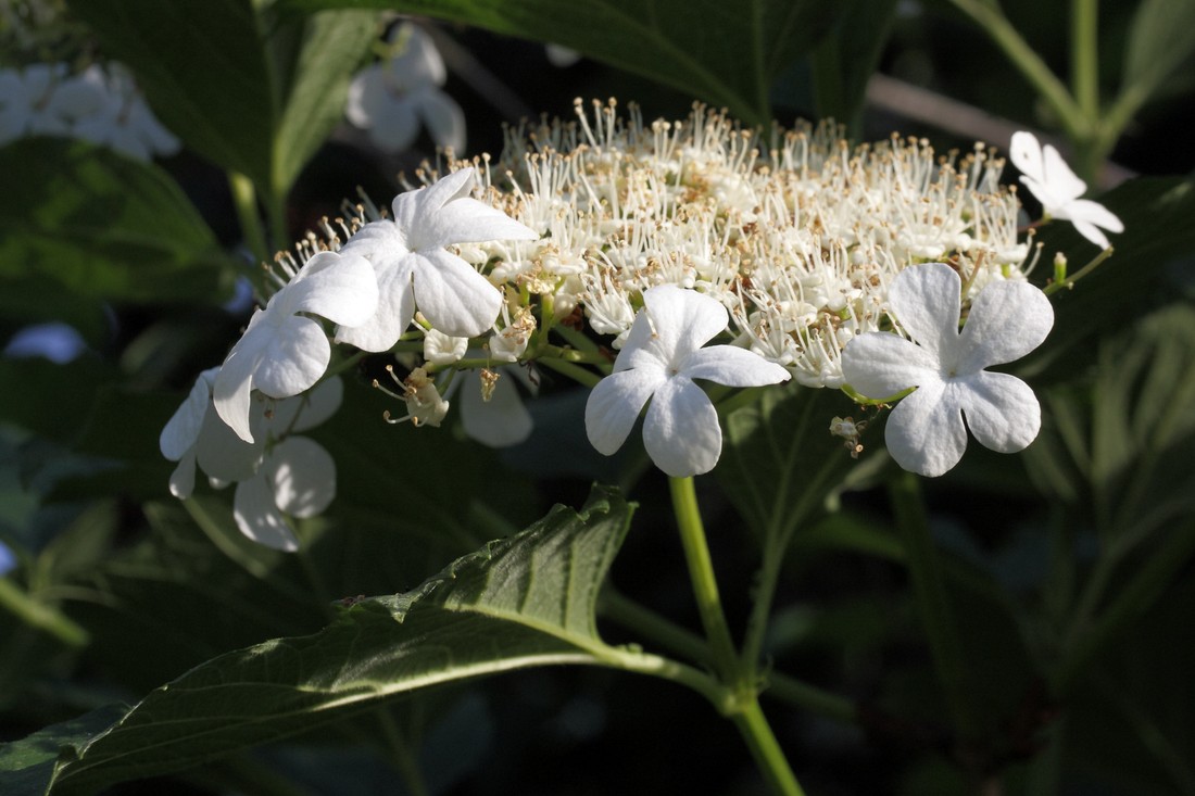 Image of Viburnum opulus specimen.