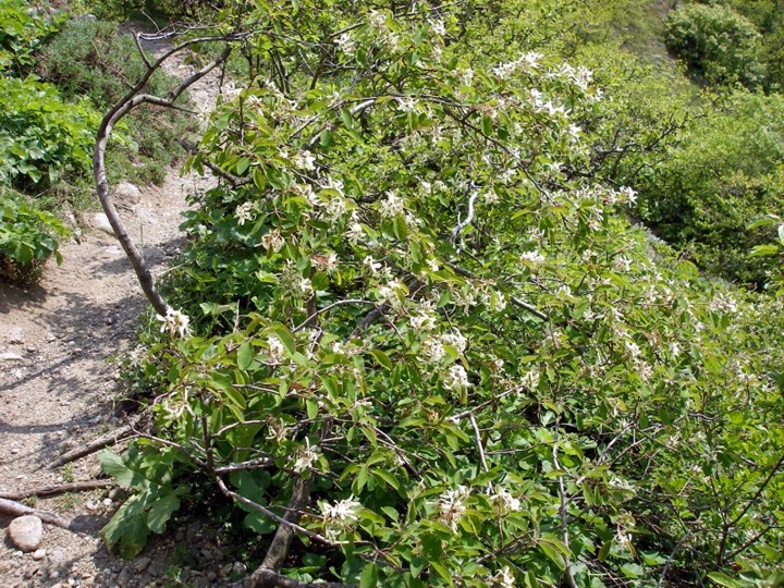 Изображение особи Amelanchier ovalis.