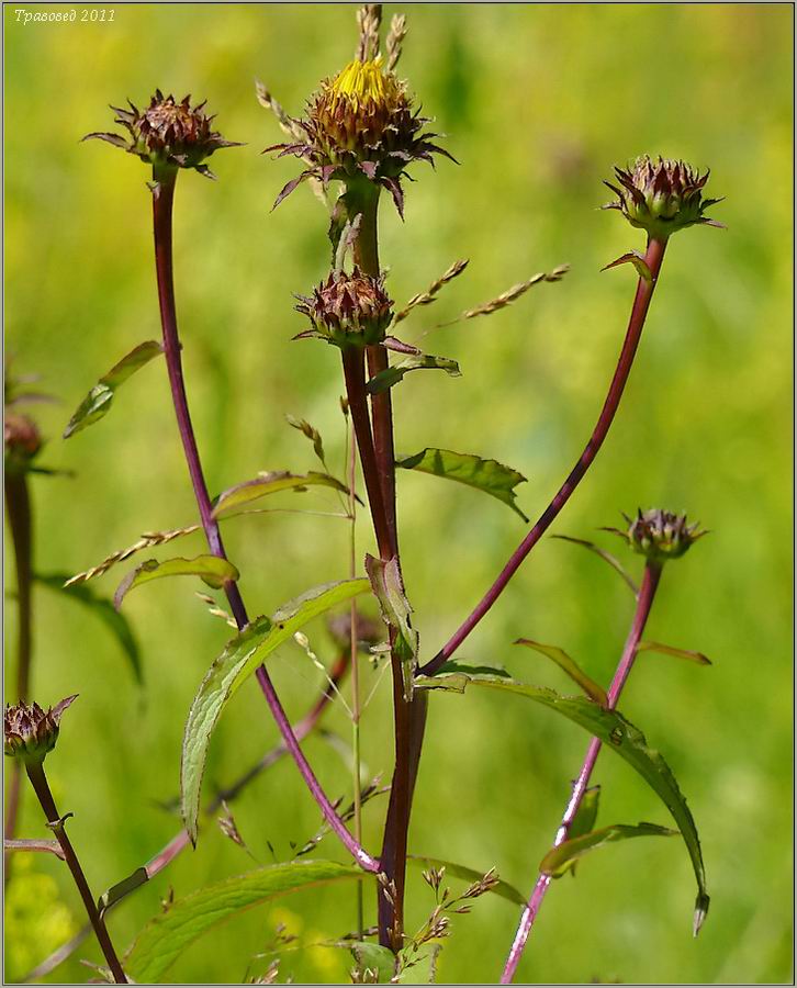 Image of Inula salicina specimen.