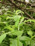 Cirsium weyrichii