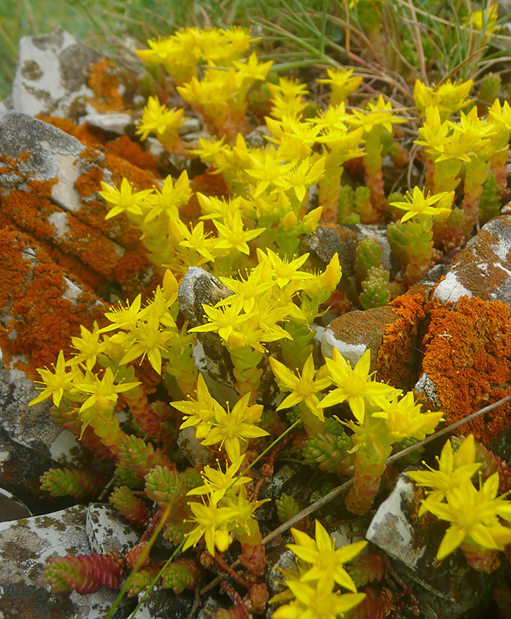 Image of Sedum acre specimen.