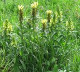 Pedicularis kaufmannii. Цветущее растение. Окр. города Кисловодск, гора Малое Седло. Начало июня 2009 г.